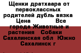 Щенки дратхаара от первоклассных  родителей(дубль вязка) › Цена ­ 22 000 - Все города Животные и растения » Собаки   . Сахалинская обл.,Южно-Сахалинск г.